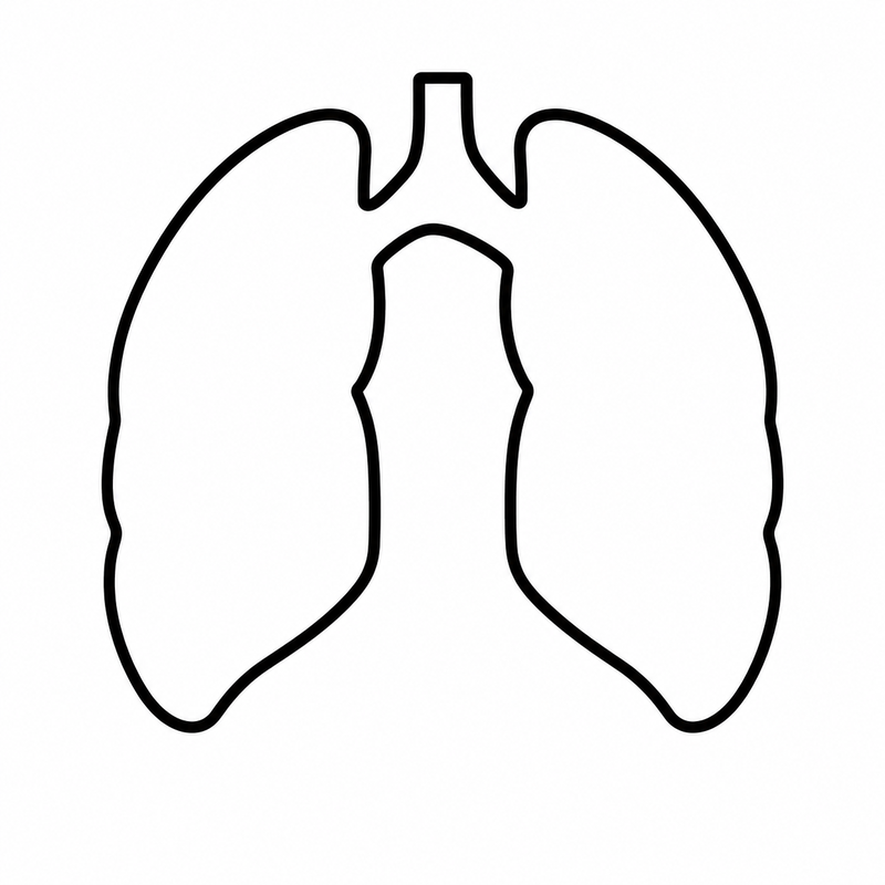Pulmones humanos