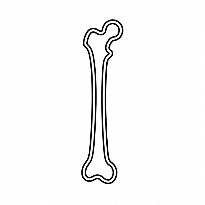 Femur humano